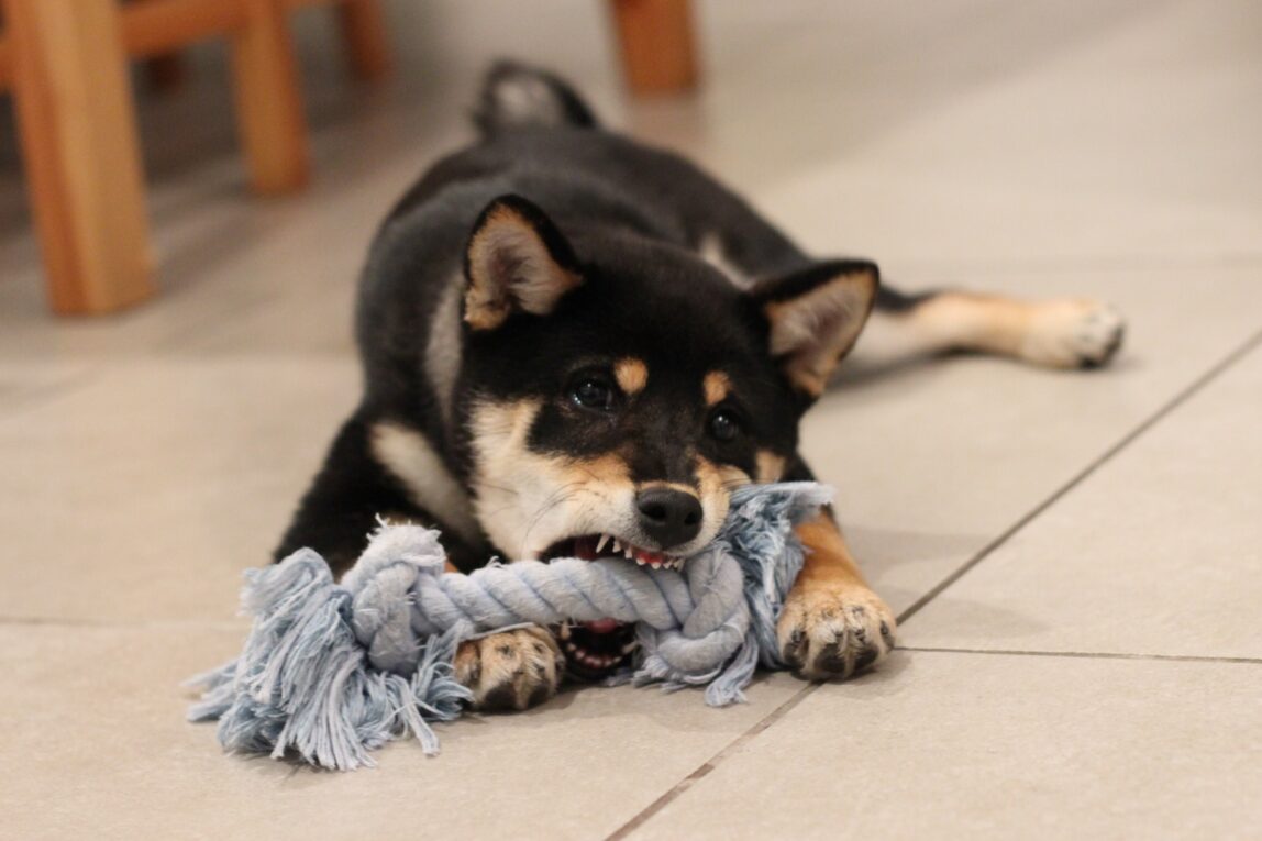 5 DIY Dog Toys Made From Recyclable Materials